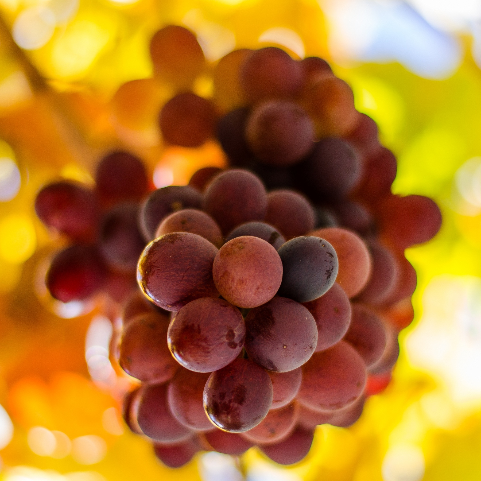 grapes_5_wallpaper
