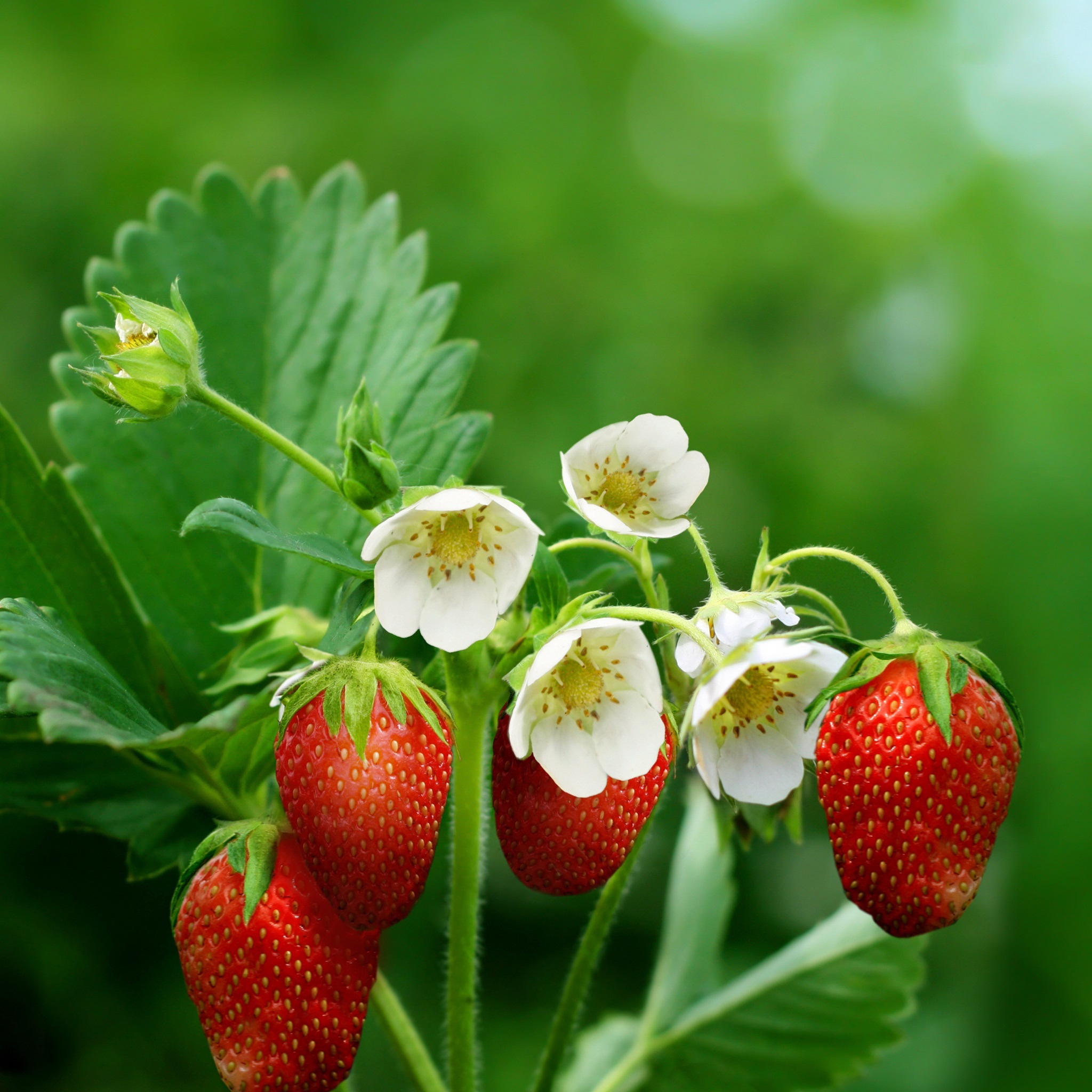 strawberry_plant_with_flowers_and_fruits_wallpaper