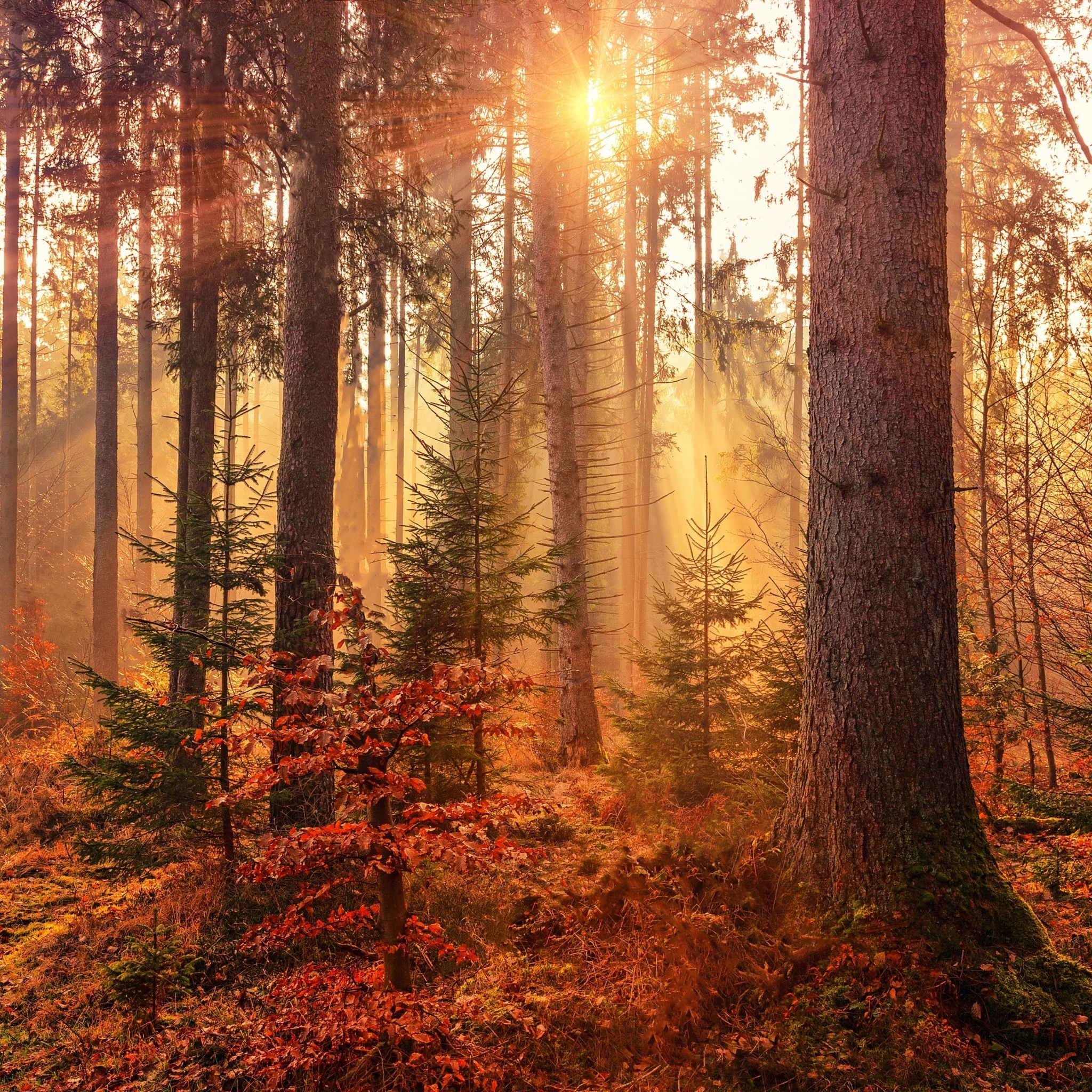 autumn_forest_path_wallpaper