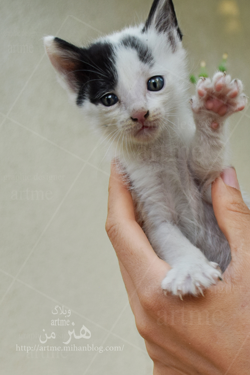 http://s8.picofile.com/file/8330173800/DSC_0100a.jpg