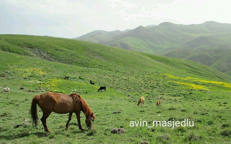 میانا