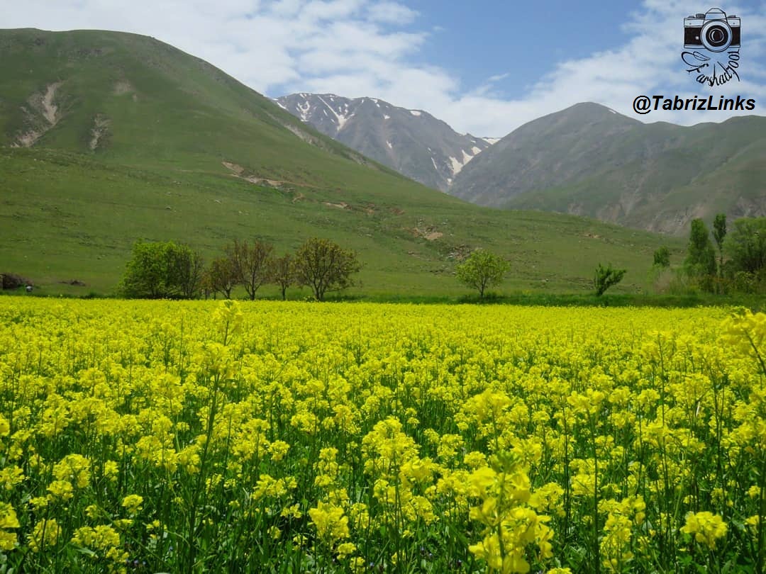 میانه