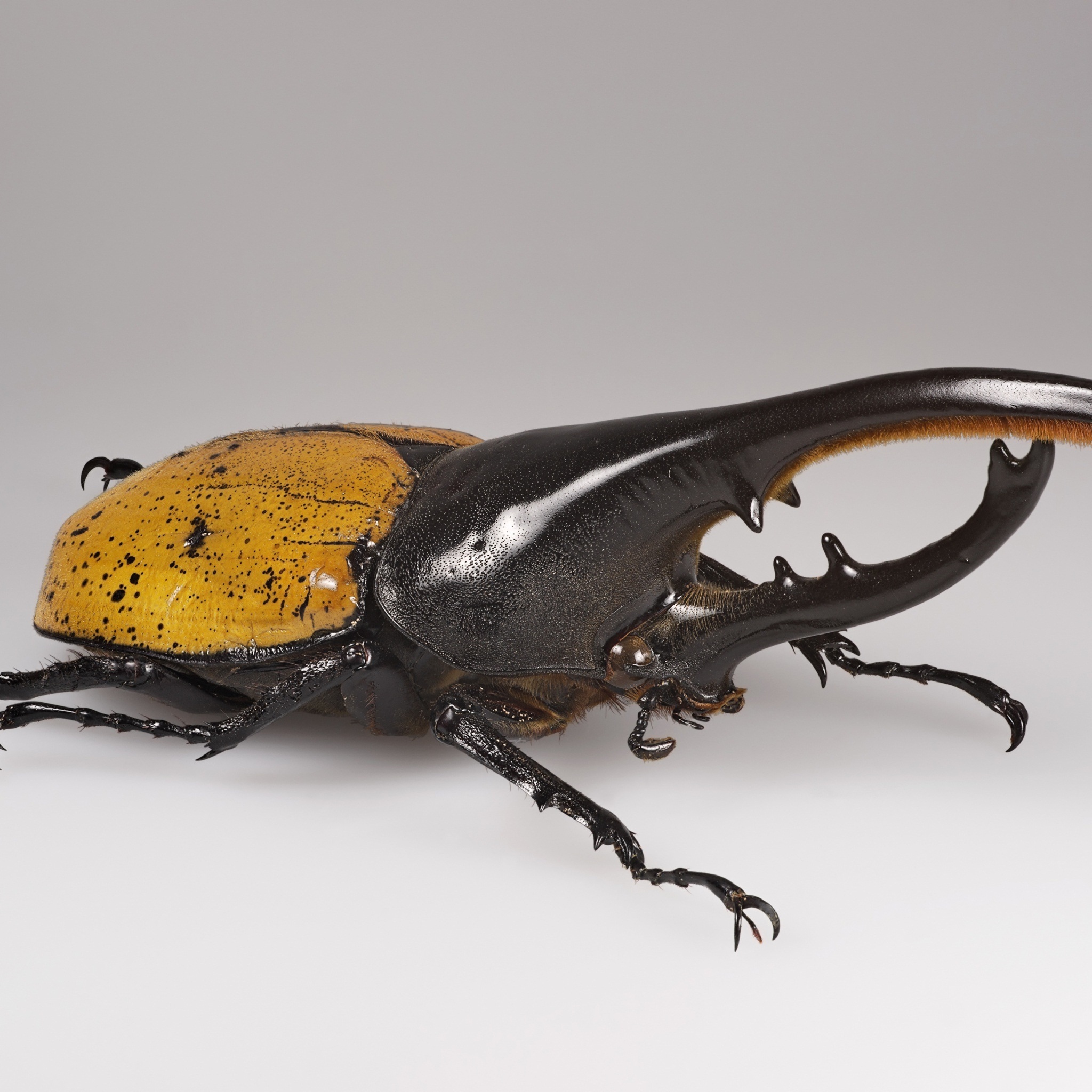 hercules_beetle_wallpaper