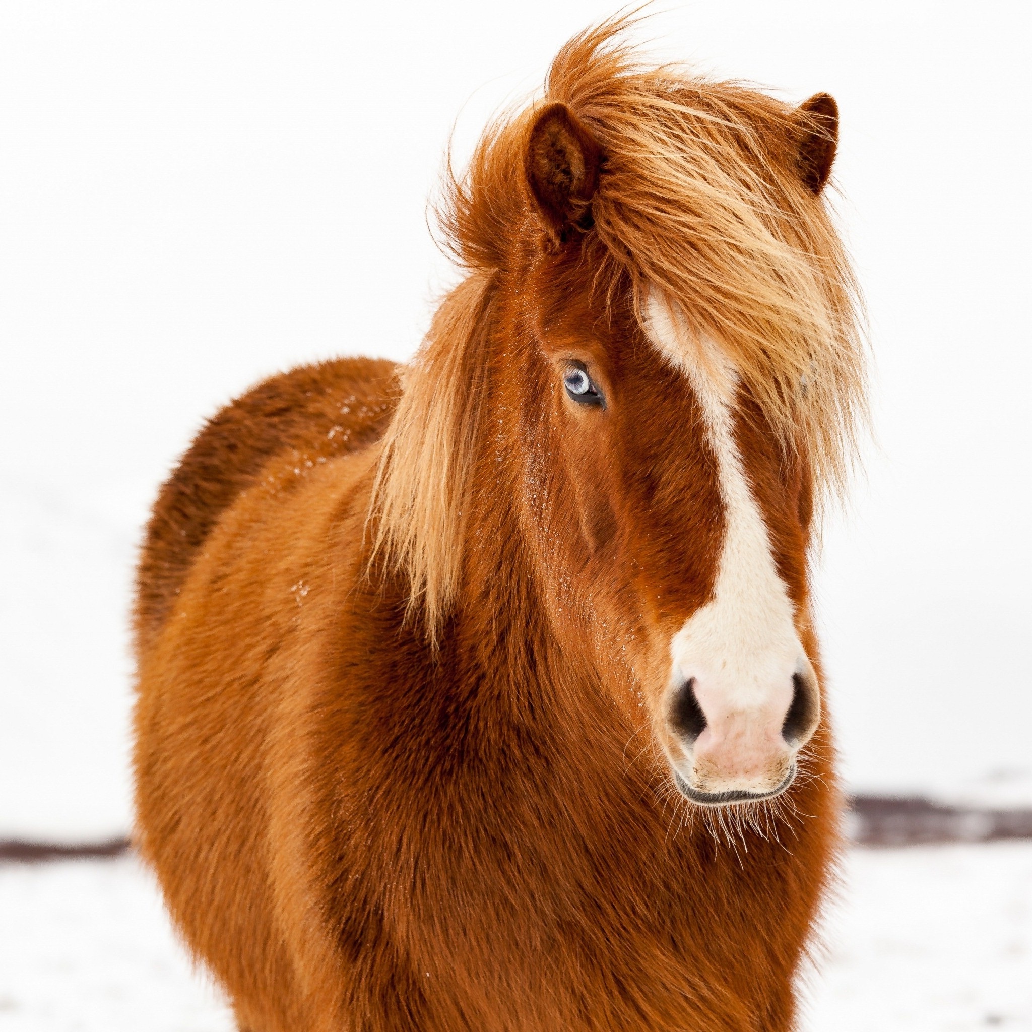 icelandic_horse_winter_wallpaper