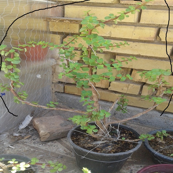 تصویر پرسش و پاسخ گیاه