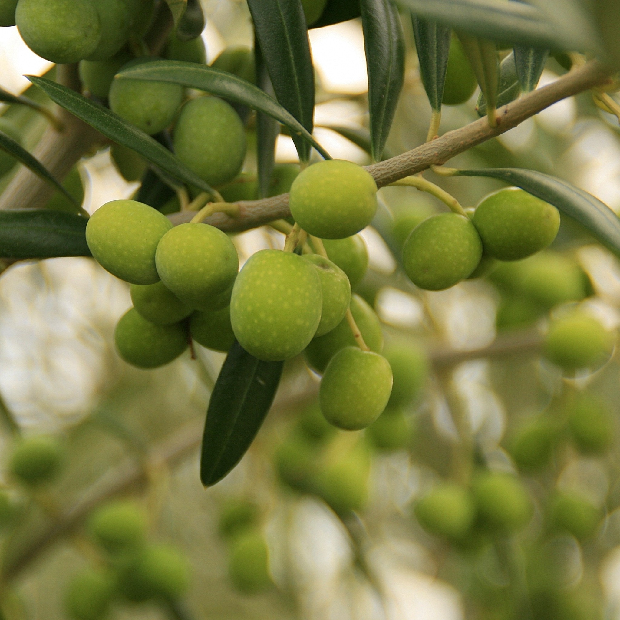 aceitunas_wallpaper