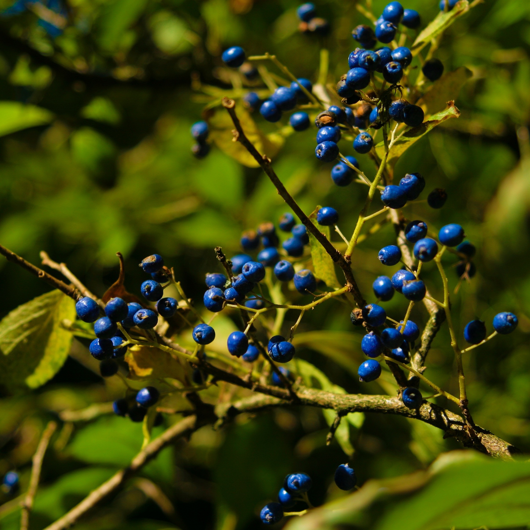 autumn_colours_berries_wallpaper