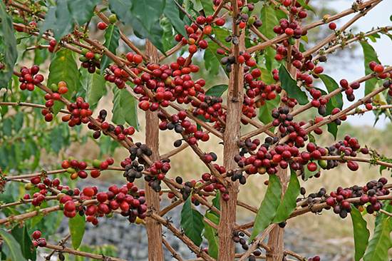  قهوه سبزقهوه سبز را چگونه بخوریمقهوه سبز سهلهقهوه سبز green coffeeقهوه سبز نحوه مصرفقهوه سبز نستلهقهوه سبز نی نی سایتقهوه سبز رابسین