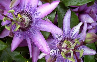 150 گرمی گل ساعتی Passionate flower