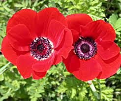 گل شقایق خشک  Dry anemone flower