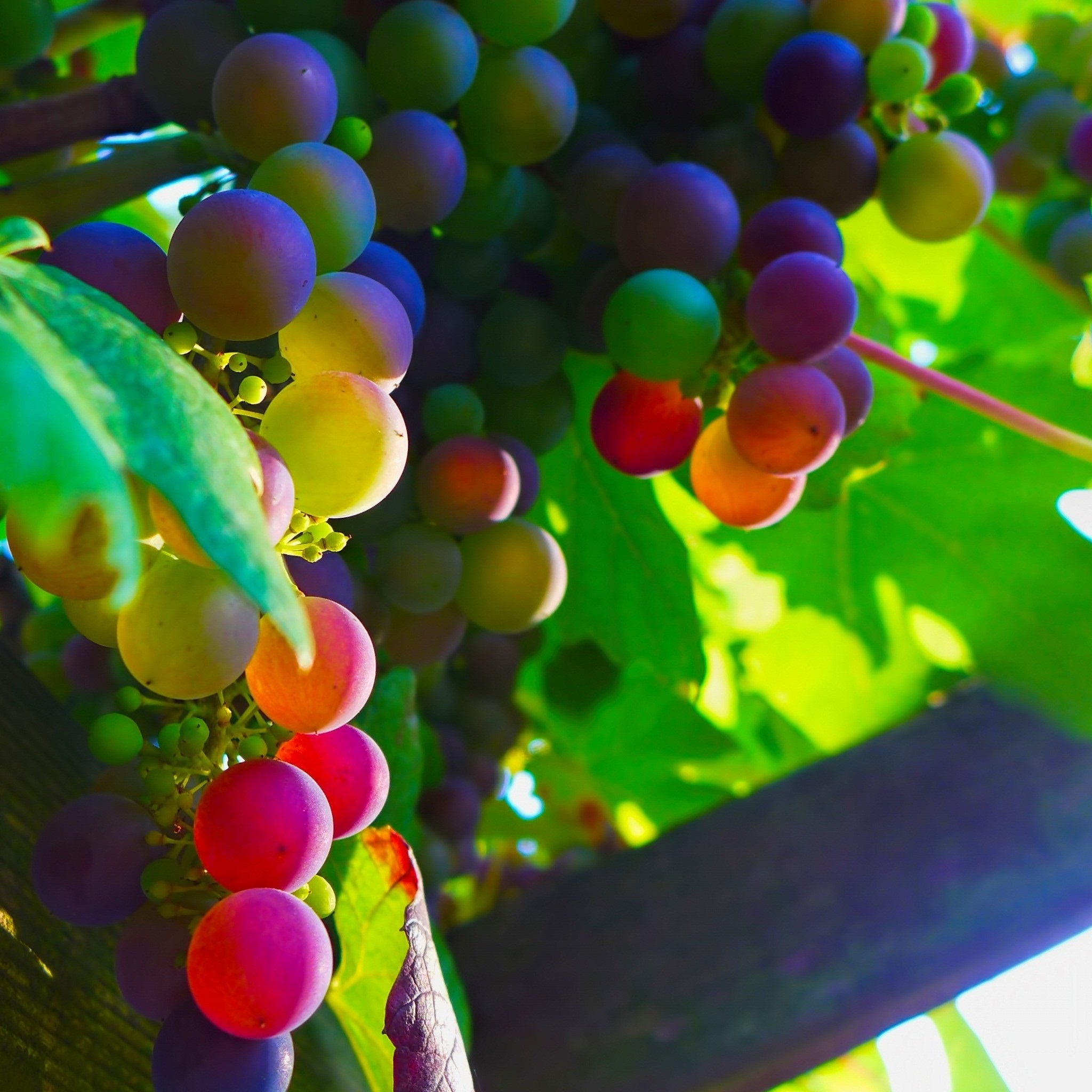 grapes_9_wallpaper