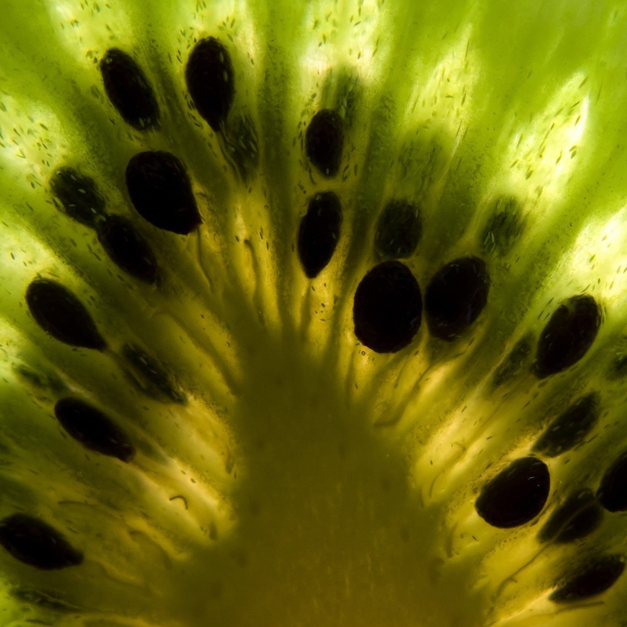 kiwi_fruit_wallpaper