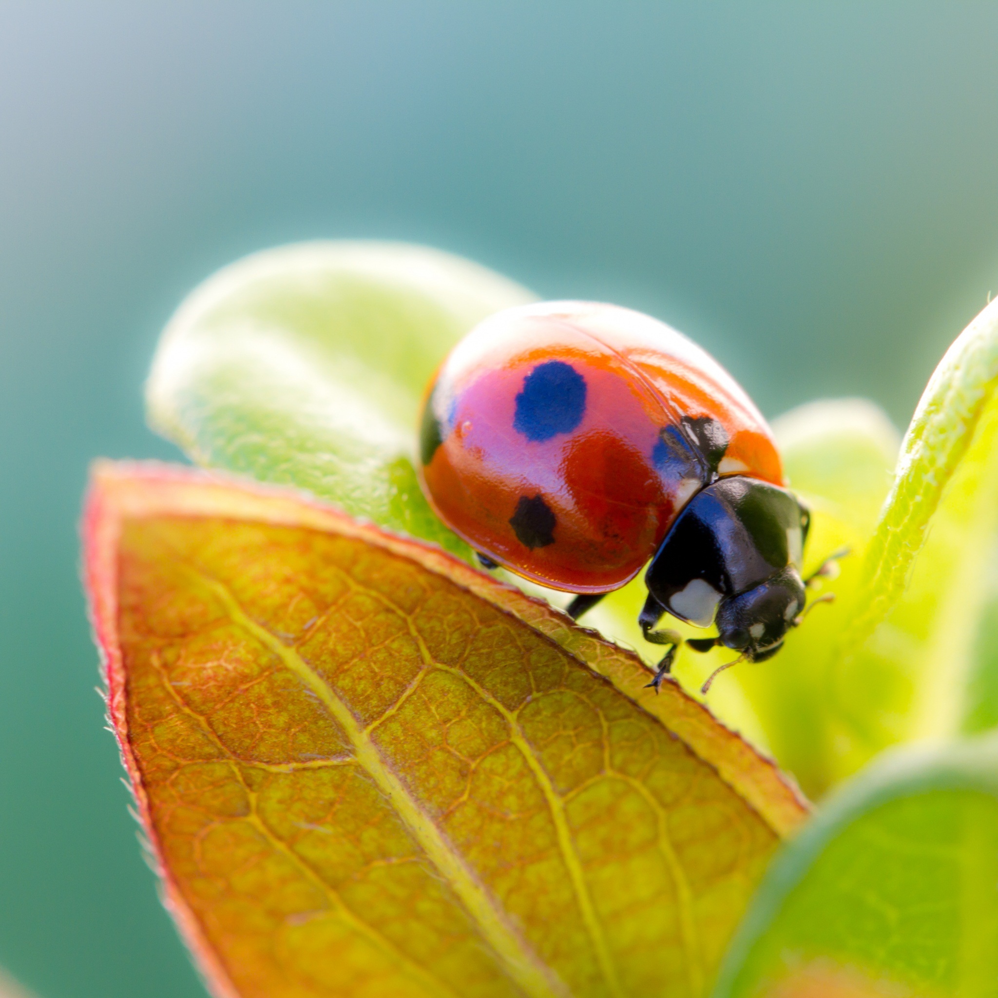 ladybug_on_leaf_top_wallpaper