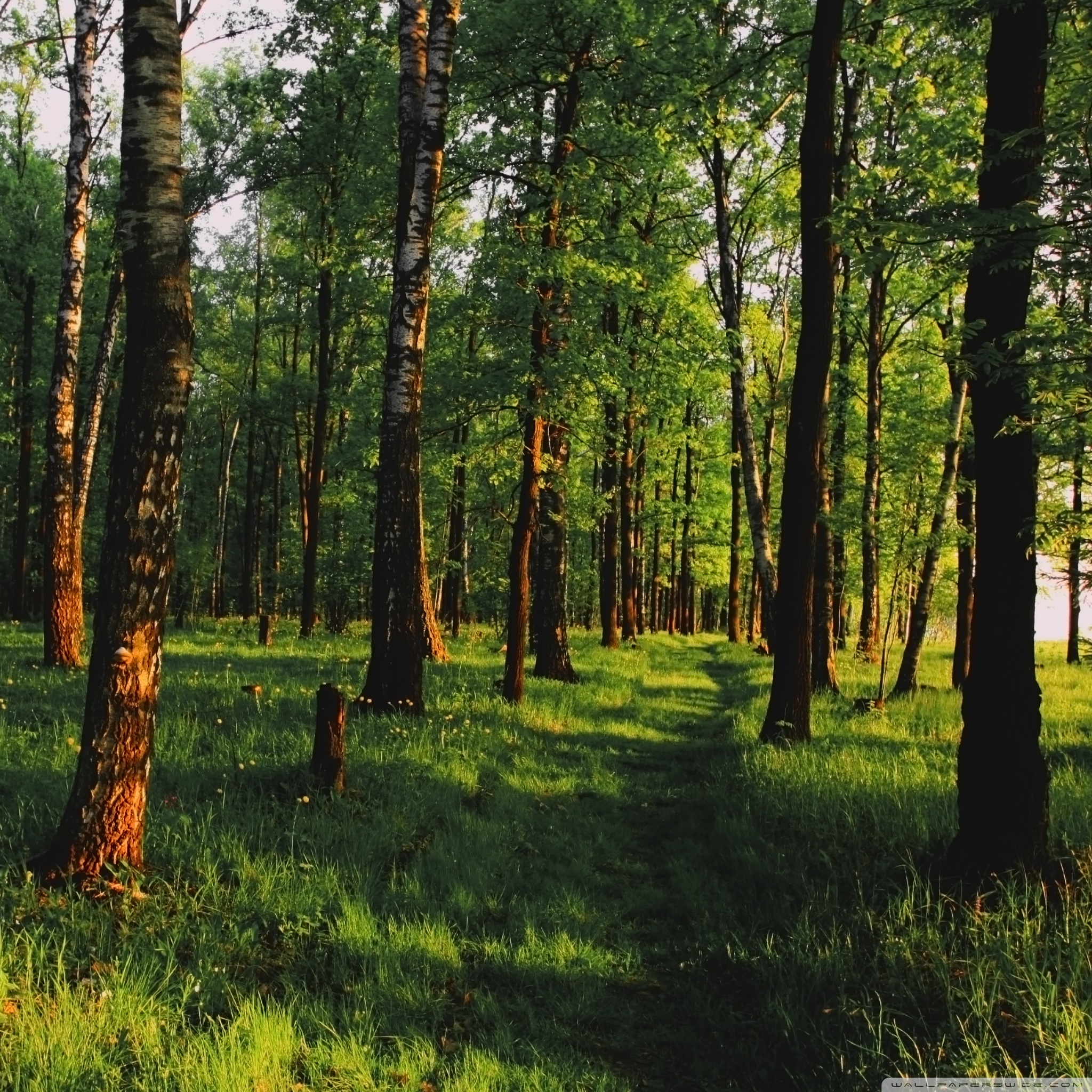 lovely_forest_wallpaper