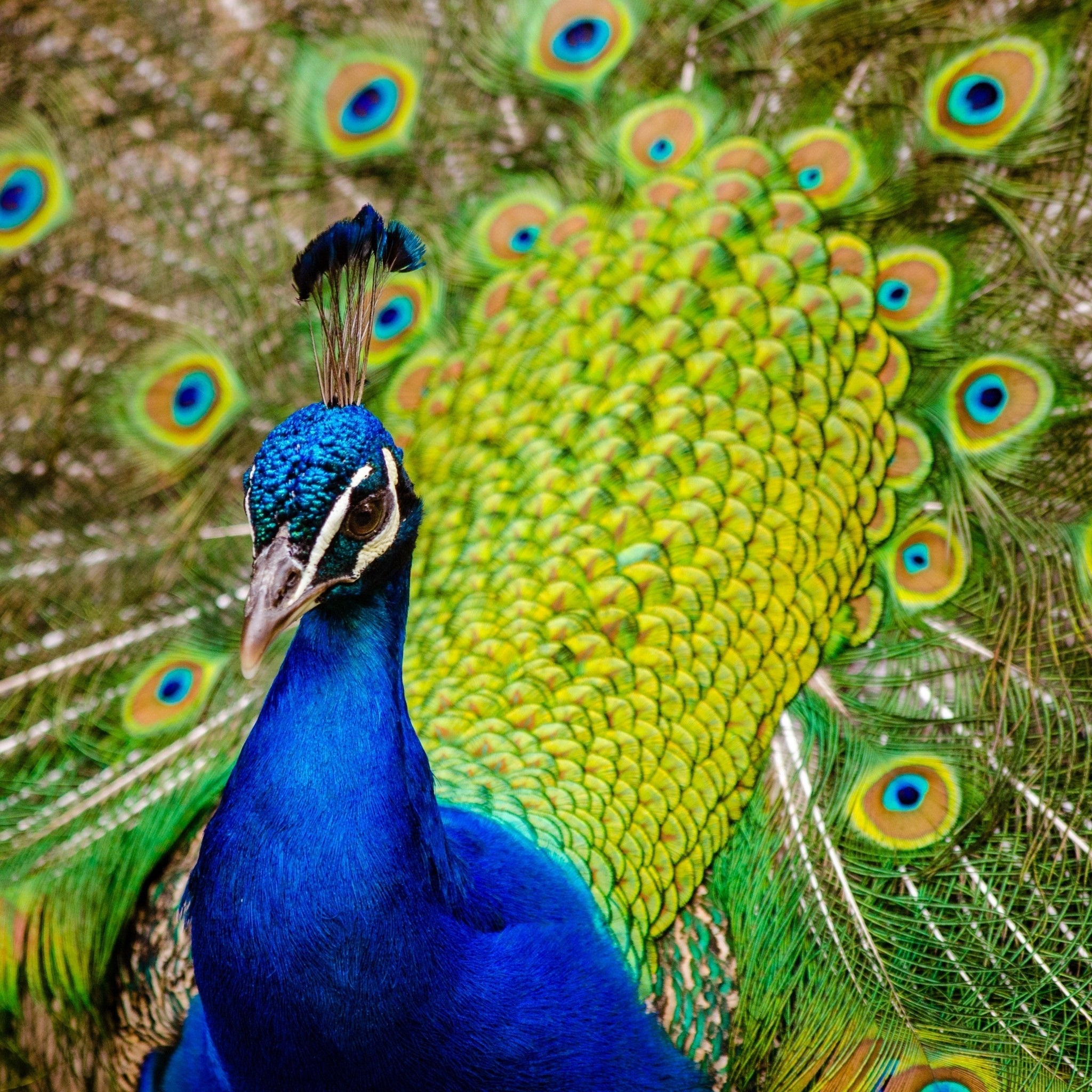 male_peacock_feathers_wallpaper