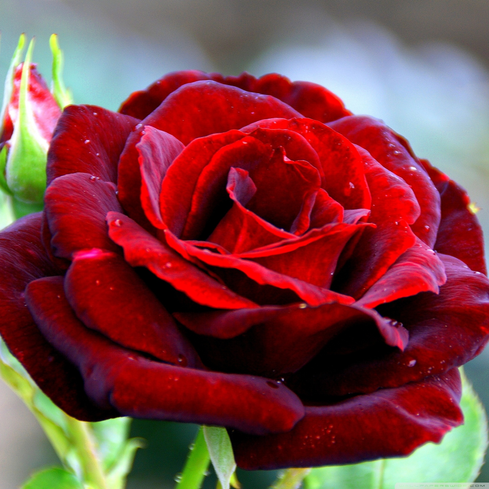 red_rose_24_wallpaper