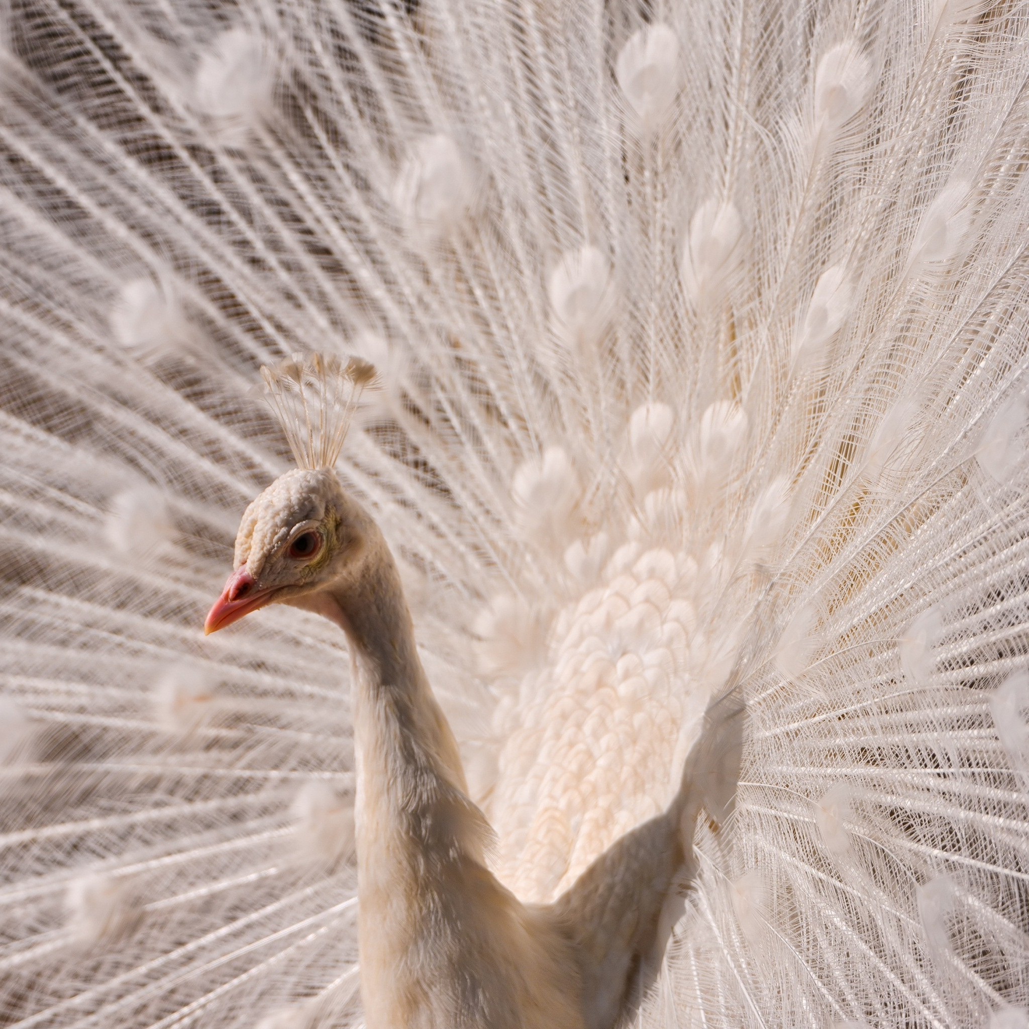 white_peacock_wallpaper