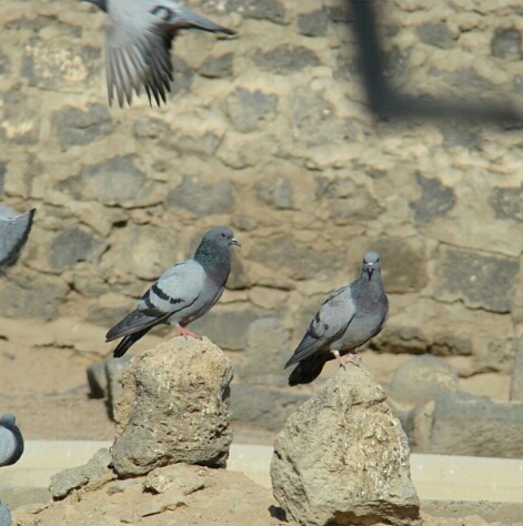 کبوترها و بقیع
