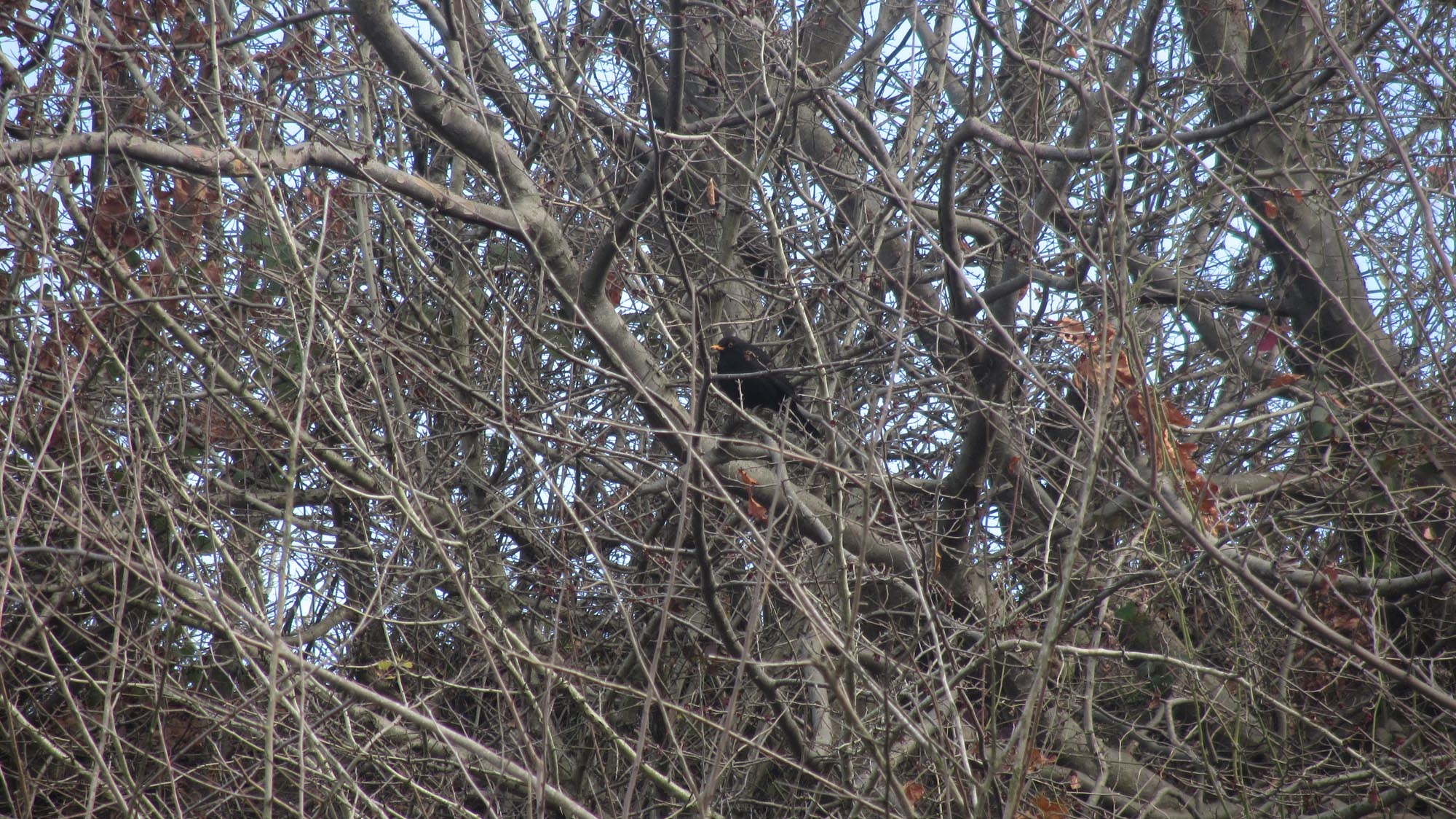 1_1_.jpg (2000×1124)