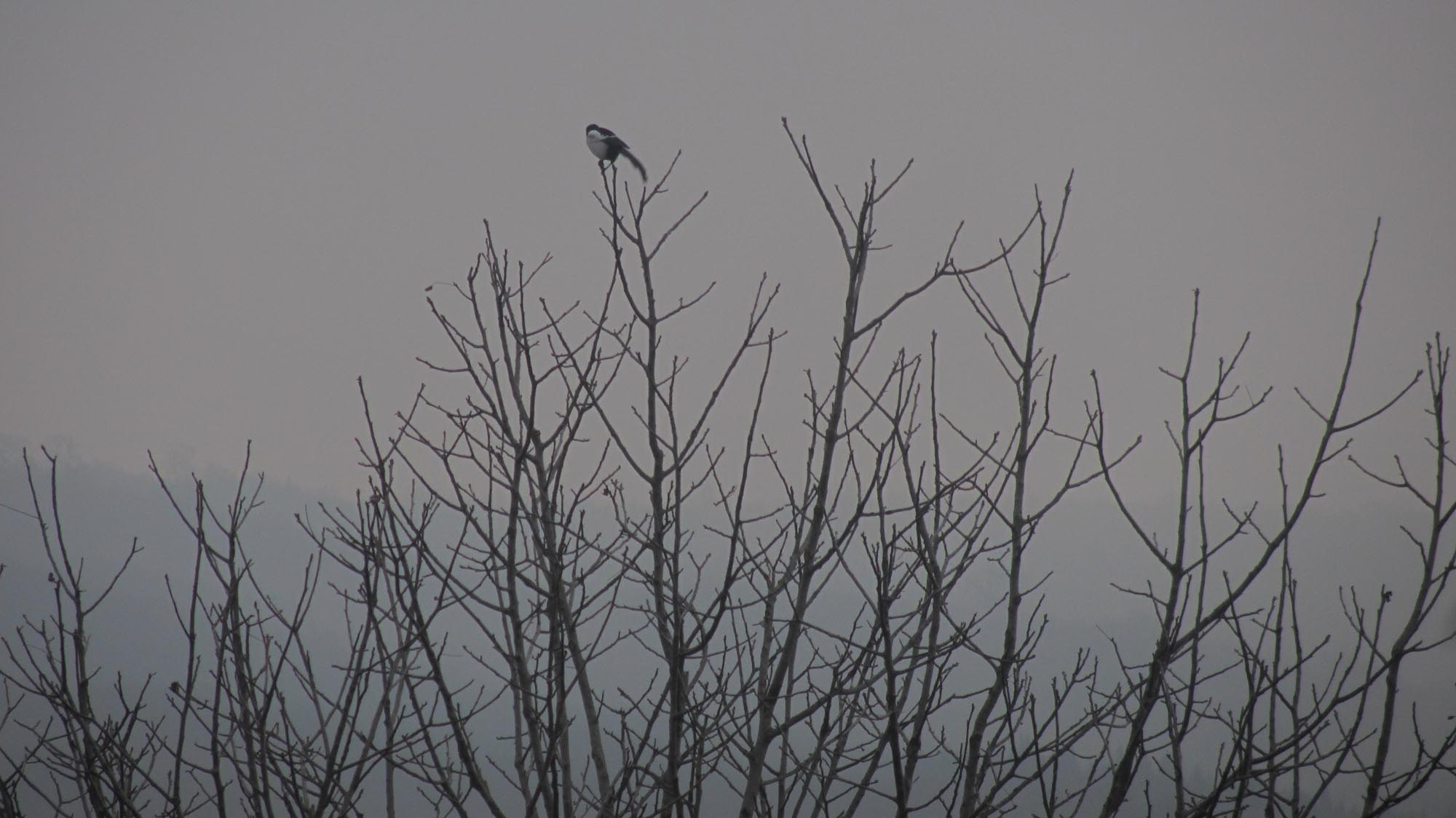 1_7_.jpg (2000×1124)