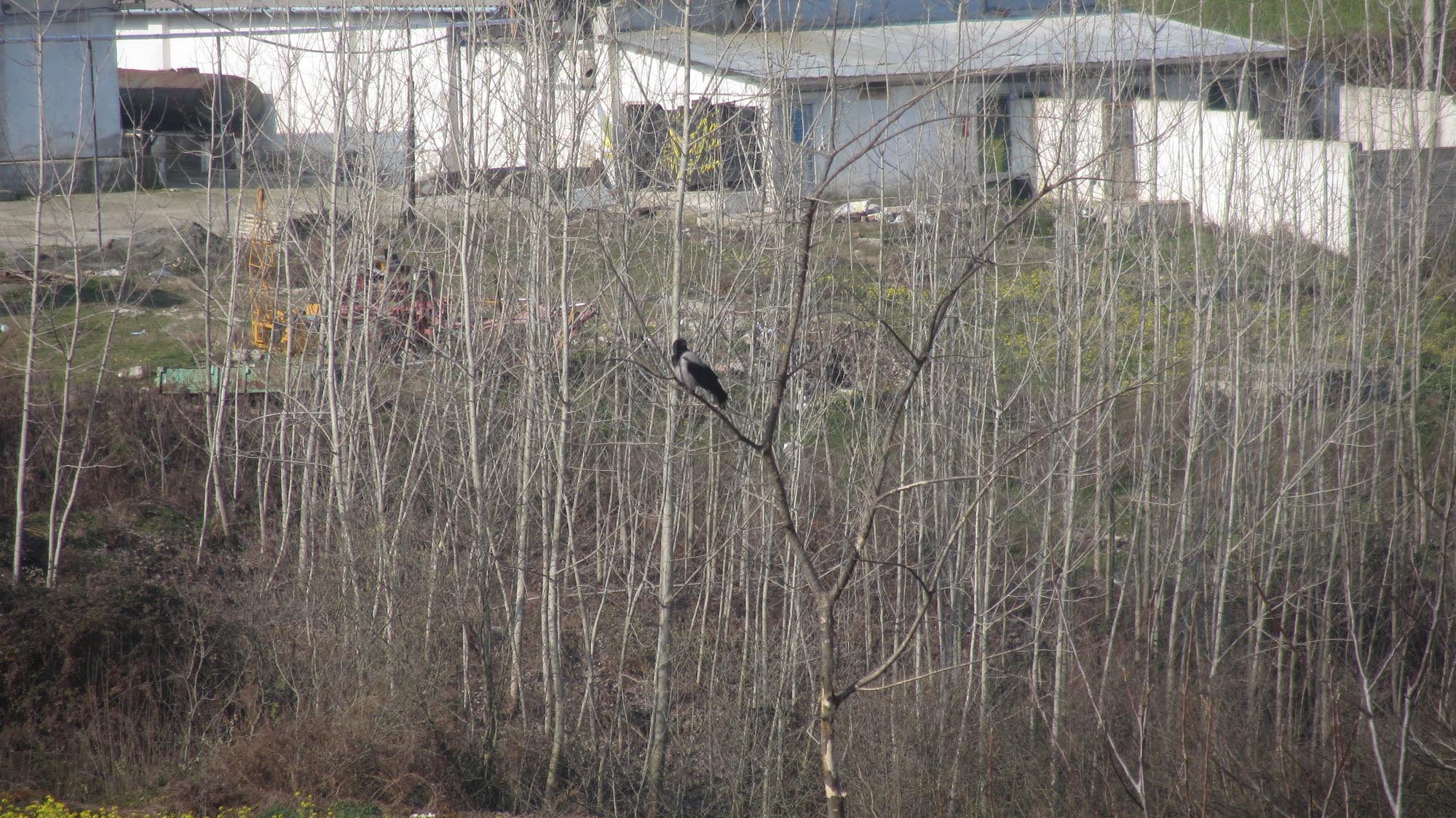 1_8_.jpg (2000×1124)