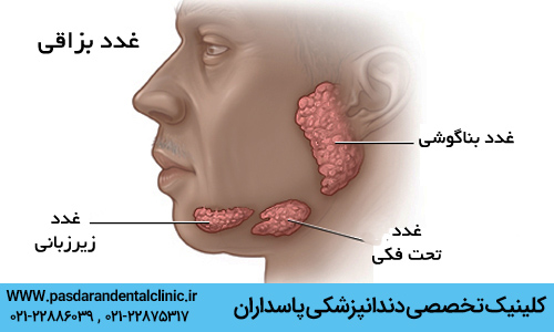 انواع غدد