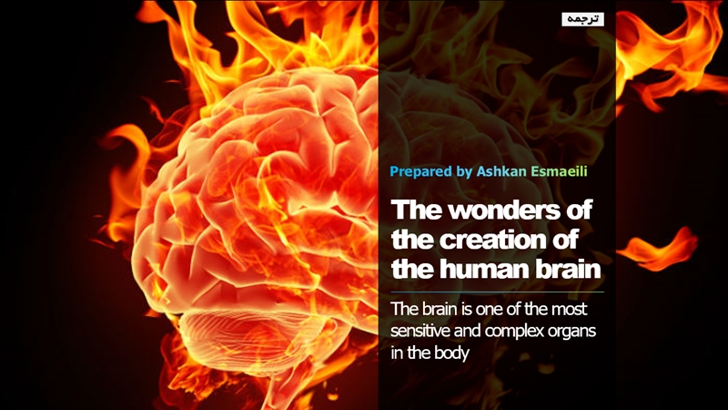 brain