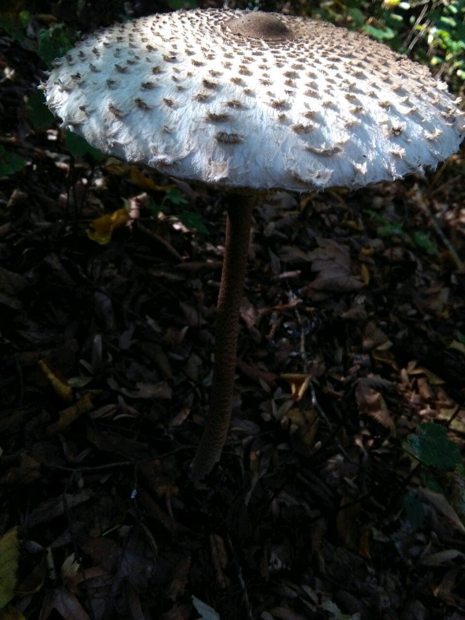 1_1_.jpg (960×1280)