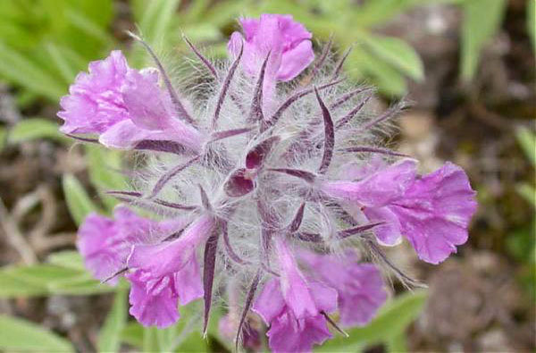 چای کوهی