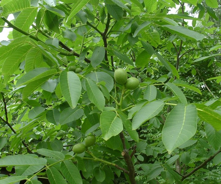 برگ گردو