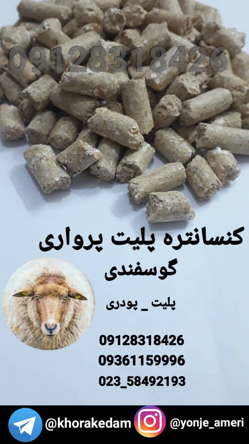 فروش کنسانتره پرواری گوسفند پلیت و پودری کنسانتره پرواری گوسفند