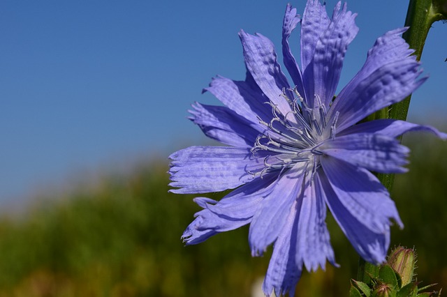 کاسنی