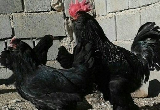 مرغ سیاه آذربایجان