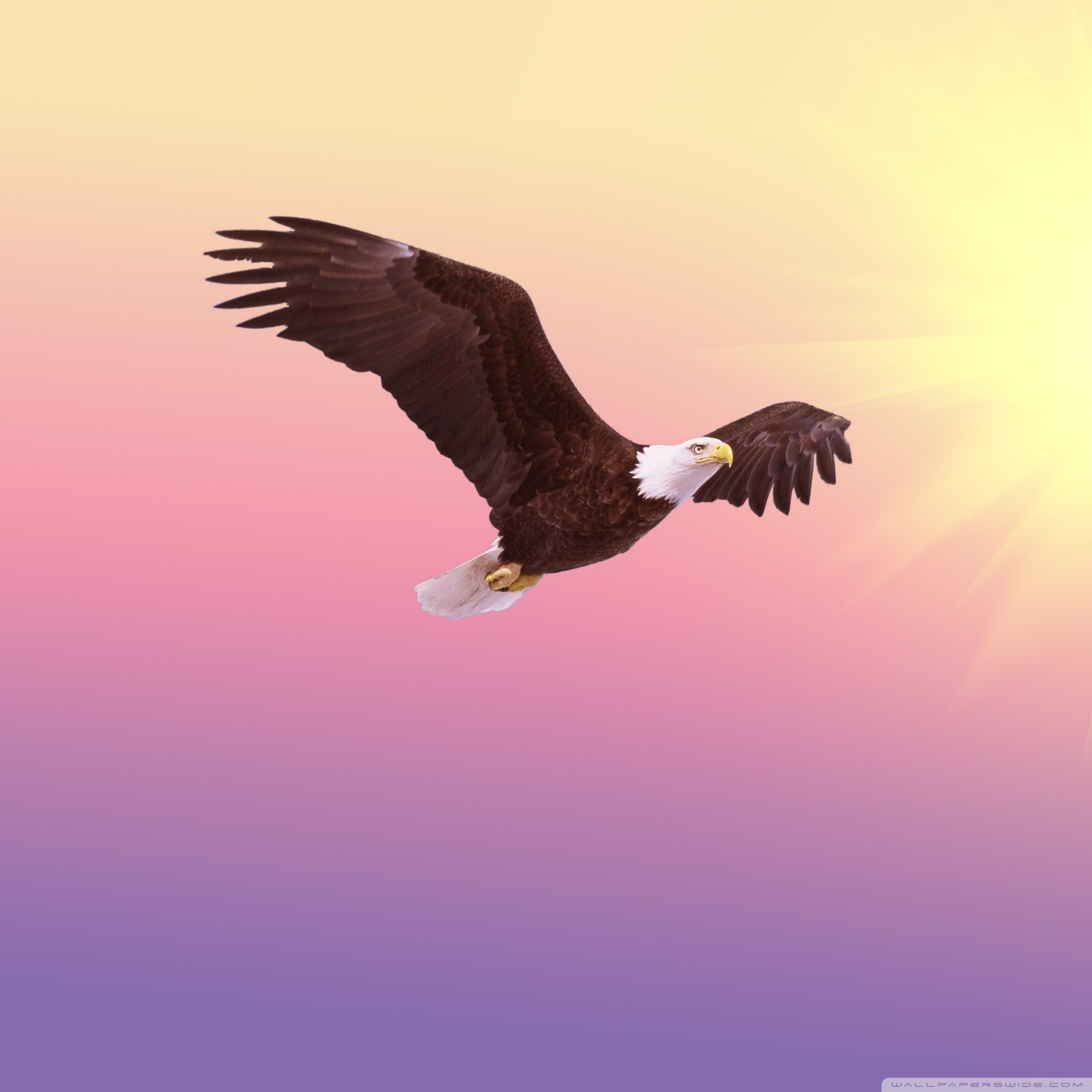 flight_wallpaper
