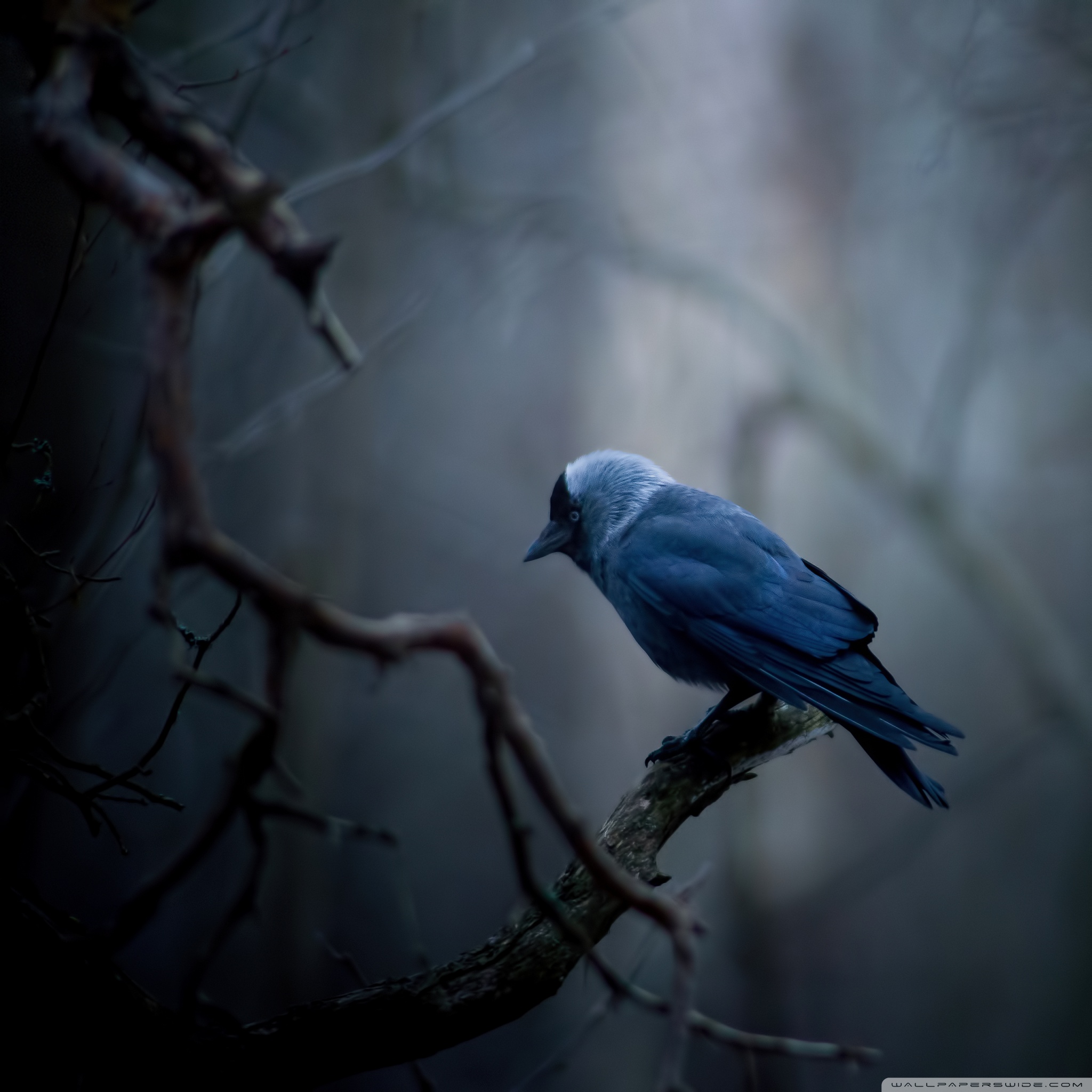jackdaw_2_wallpaper