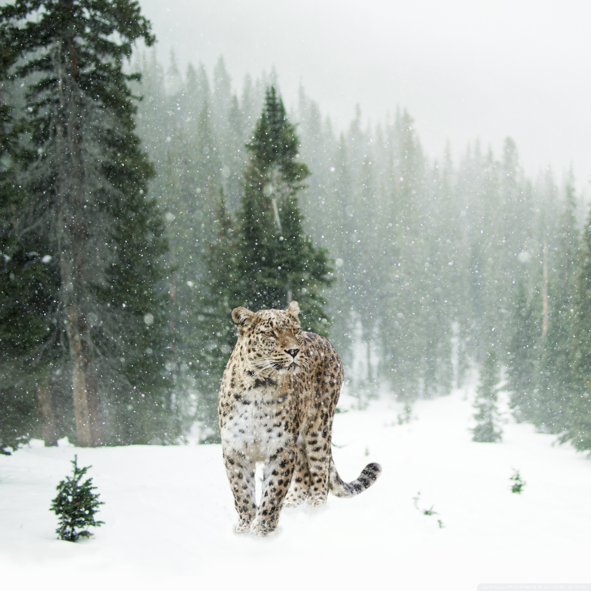 persian_leopard_winter_wallpaper