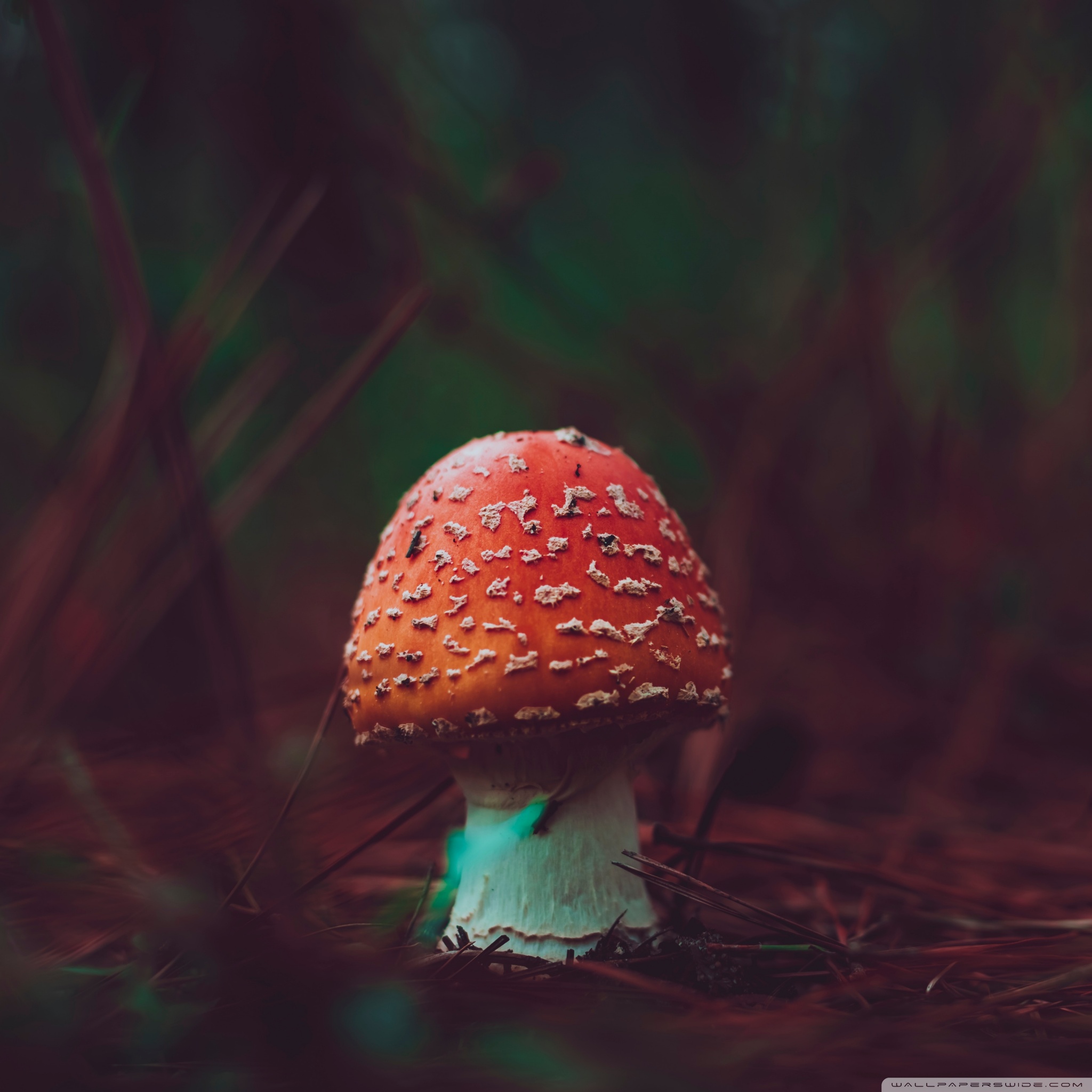 poisonous_red_mushroom_macro_wallpaper