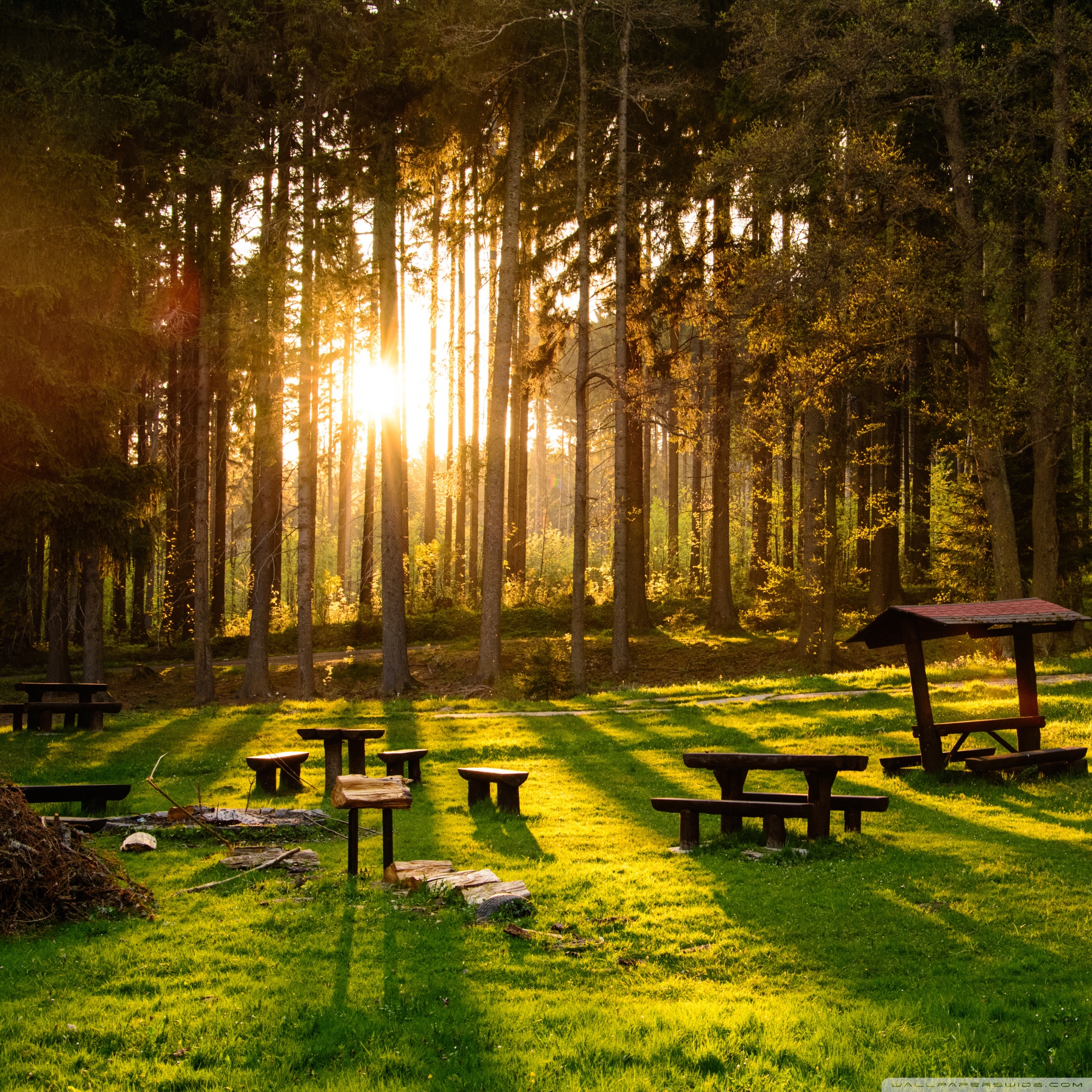 sunset_in_the_forest_wallpaper