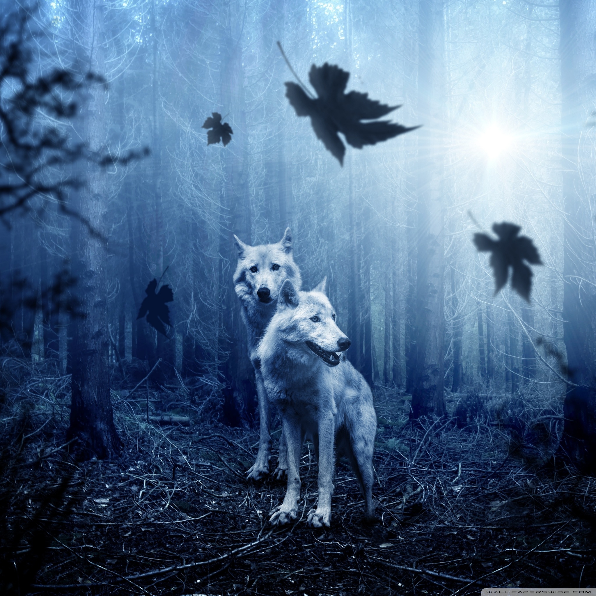 white_wolves_forest_autumn_wallpaper