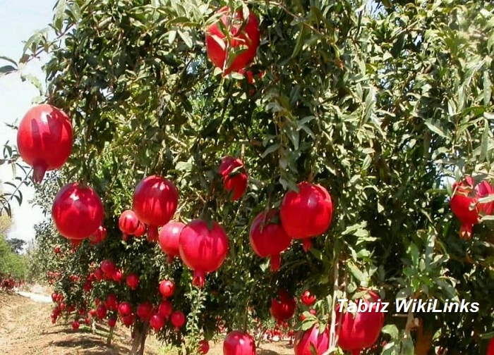 ارسباران
