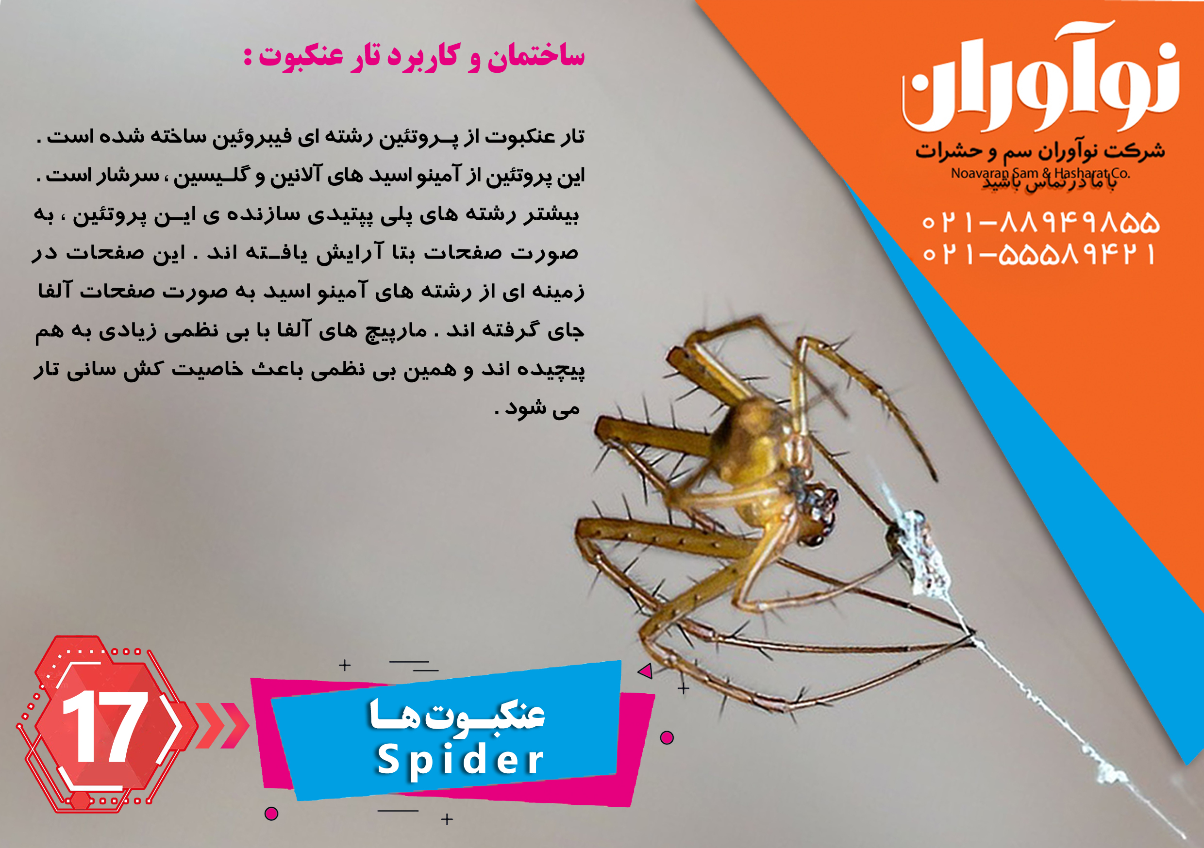 عنکبوت ها عنکبوت ها