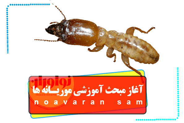 موریانه موریانه