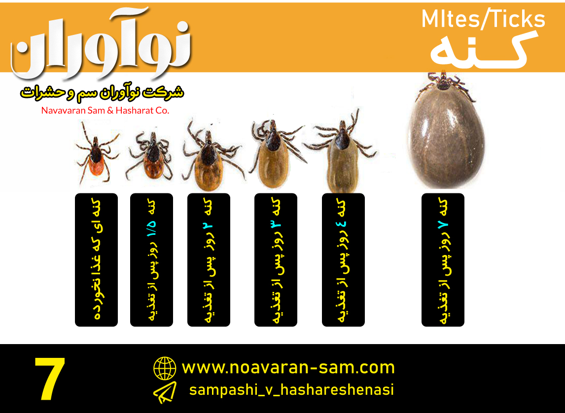 کنه ها کنه ها
