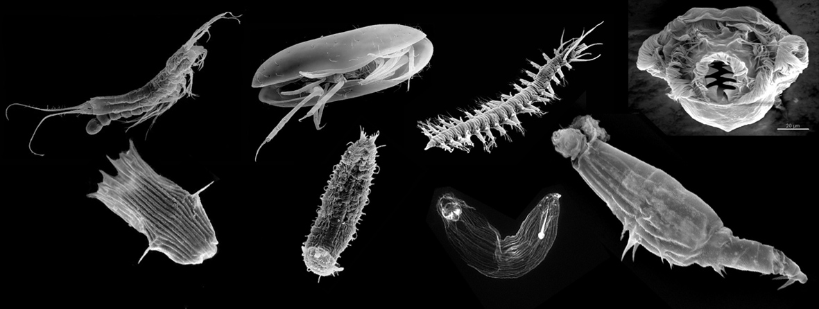 Macrobenthos Sample اکولوژی سیمای سرزمین | انگلیسی تخصصی محیط زیست